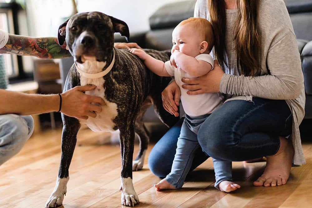 How to Introduce Pets to Baby