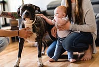 How to Introduce Pets to Baby